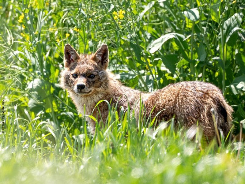 NaturFilm-Abend: Der Goldschakal – ein neues Wildtier in unserer Landschaft?