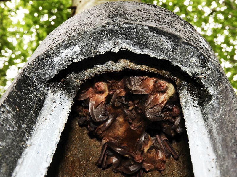 Fledermäuse – Königinnen der Nacht