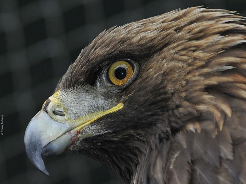 Besuch der Greifvogelstation – Schwerpunktthema Steinadler