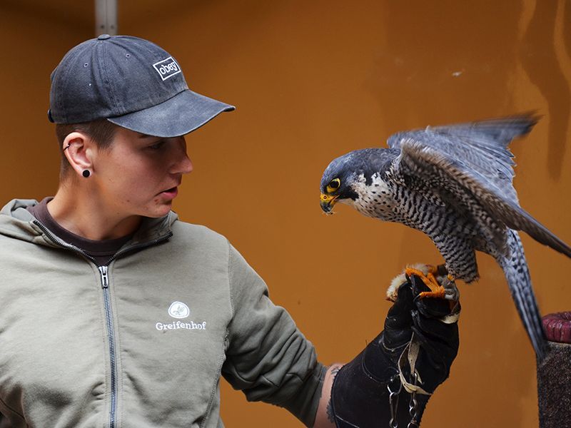Besuch der Greifvogelstation – Schwerpunktthema Falknerei