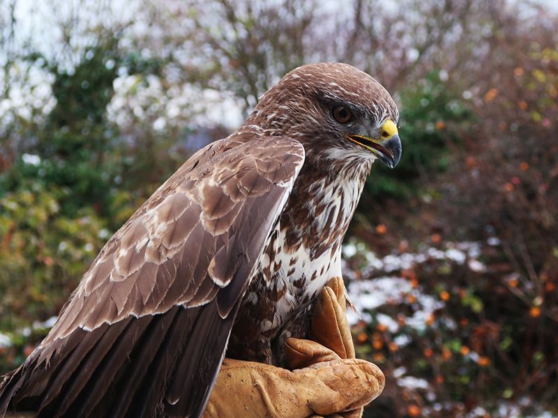 Besuch der Greifvogelstation – Schwerpunktthema Greifvögel im Winter