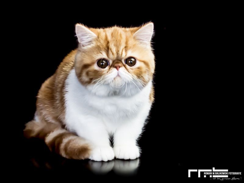 Internationale Katzenausstellung