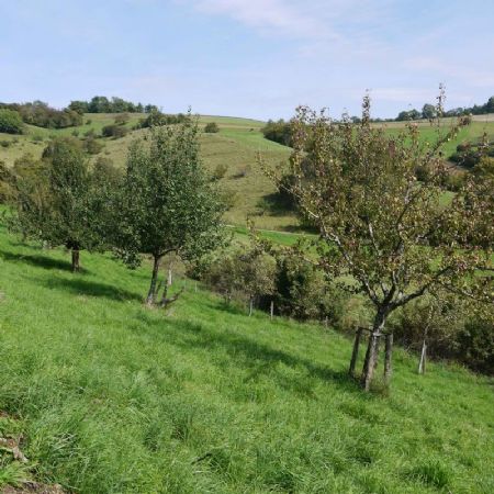Wenn die Äpfel reifen – Obstvielfalt im Chiibacker