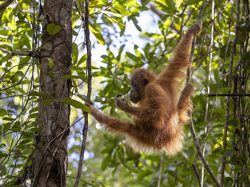 PanEco – 30 Jahre Orang-Utan-Schutz