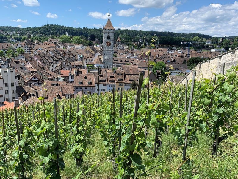 Weinbau und Reben in der Stadt Schaffhausen