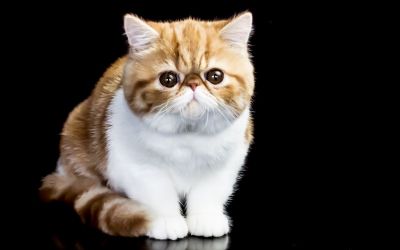 Internationale Katzenausstellung