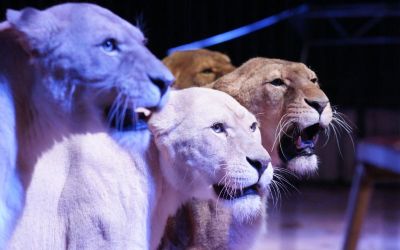 Circus Royal