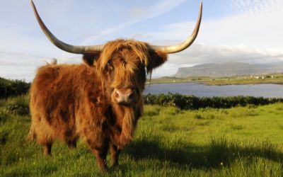 SCHOTTLAND Live-Reportage