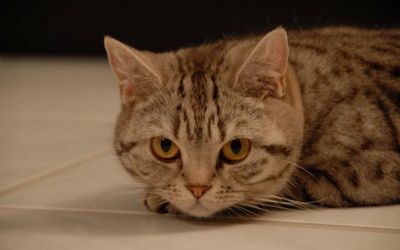 Internationale Katzenausstellung