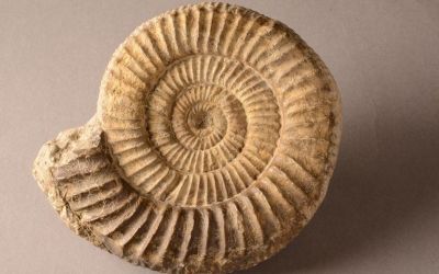 Das Leben im Jurameer - Fossilienbestimmen für Familien
