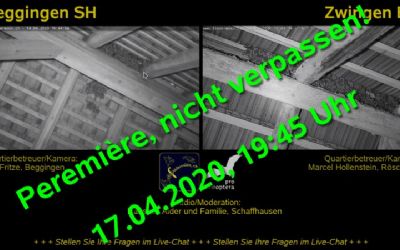Diverses - Fledermaus-Exkursion im Livestream