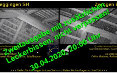 Diverses - Fledermaus-Exkursion im Livestream