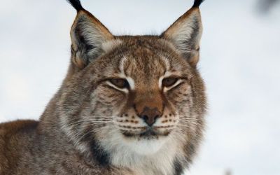 Der Luchs - grosse Katze in unserer Nachbarschaft